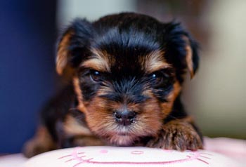 щенок йорка 4 недели yorkshire terrier