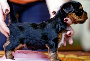 щенок йорка 1 месяц yorkshire terrier
