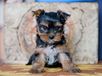 щенок йорка 7 недель yorkshire terrier