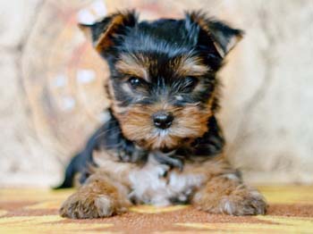 щенок йорка 7 недель yorkshire terrier
