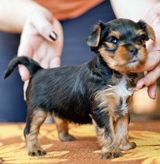 щенок йорка 4 недели yorkshire terrier