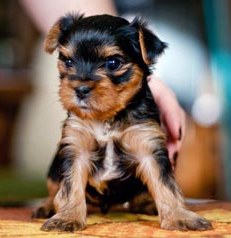щенок йорка 1 месяц yorkshire terrier