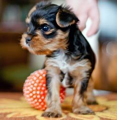 щенок йорка 4 недели yorkshire terrier