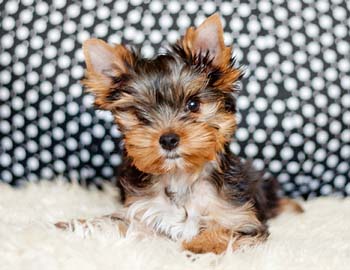 щенок йоркширского терьера puppy yorkshire terrier