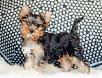 щенок йоркширского терьера puppy yorkshire terrier