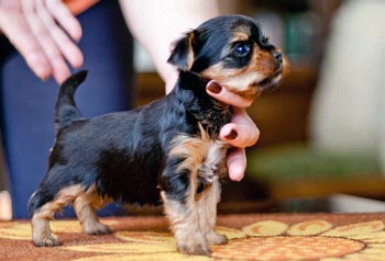 щенок йорка 4 недели yorkshire terrier