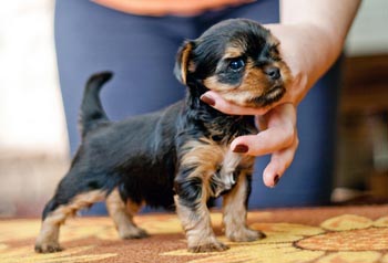 щенок йорка 1 месяц yorkshire terrier
