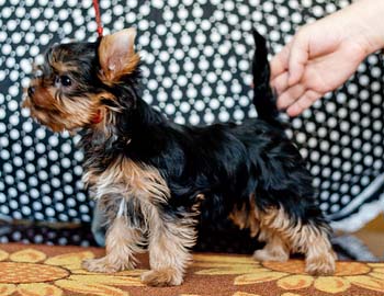 щенок йорка 2,5 месяца yorkshire terrier