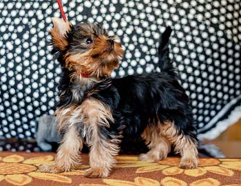 щенок йорка 2,5 месяца puppy york terrier