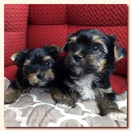      ,  , , , , , yorkie puppies