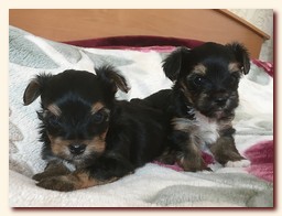 продаются щенки йорка и бивера, девочка и мальчик, Ирикидс, Пенза, choco yorkie puppies продаются щенки бивера и йоркширского терьера, щенок йорка, девочка, мальчик, Ирикидс, Пенза, yorkie puppies