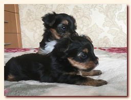 продаются щенки йорка и бивера, девочка и мальчик, Ирикидс, Пенза, choco yorkie puppies продаются щенки бивера и йоркширского терьера, щенок йорка, девочка, мальчик, Ирикидс, Пенза, yorkie puppies