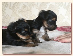 продаются щенки йорка и бивера, девочка и мальчик, Ирикидс, Пенза, choco yorkie puppies продаются щенки бивера и йоркширского терьера, щенок йорка, девочка, мальчик, Ирикидс, Пенза, yorkie puppies