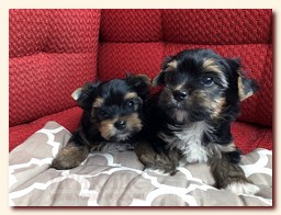 продаются щенки йорка и бивера, девочка и мальчик, Ирикидс, Пенза, choco yorkie puppies продаются щенки бивера и йоркширского терьера, щенок йорка, девочка, мальчик, Ирикидс, Пенза, yorkie puppies