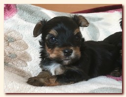 продаются щенки йорка и бивера, девочка и мальчик, Ирикидс, Пенза, choco yorkie puppies продаются щенки бивера и йоркширского терьера, щенок йорка, девочка, мальчик, Ирикидс, Пенза, yorkie puppies
