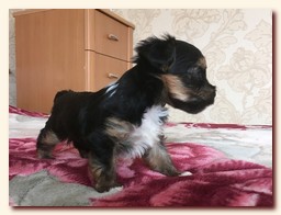 продаются щенки йорка и бивера, девочка и мальчик, Ирикидс, Пенза, choco yorkie puppies продаются щенки бивера и йоркширского терьера, щенок йорка, девочка, мальчик, Ирикидс, Пенза, yorkie puppies