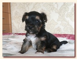 продаются щенки йорка и бивера, девочка и мальчик, Ирикидс, Пенза, choco yorkie puppies продаются щенки бивера и йоркширского терьера, щенок йорка, девочка, мальчик, Ирикидс, Пенза, yorkie puppies