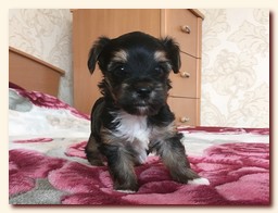 продаются щенки йорка и бивера, девочка и мальчик, Ирикидс, Пенза, choco yorkie puppies продаются щенки бивера и йоркширского терьера, щенок йорка, девочка, мальчик, Ирикидс, Пенза, yorkie puppies