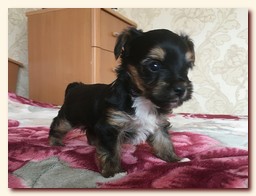 продаются щенки йорка и бивера, девочка и мальчик, Ирикидс, Пенза, choco yorkie puppies продаются щенки бивера и йоркширского терьера, щенок йорка, девочка, мальчик, Ирикидс, Пенза, yorkie puppies