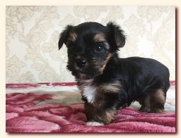 продаются щенки йорка и бивера, девочка и мальчик, Ирикидс, Пенза, choco yorkie puppies продаются щенки бивера и йоркширского терьера, щенок йорка, девочка, мальчик, Ирикидс, Пенза, yorkie puppies
