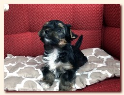 продаются щенки йорка и бивера, девочка и мальчик, Ирикидс, Пенза, choco yorkie puppies продаются щенки бивера и йоркширского терьера, щенок йорка, девочка, мальчик, Ирикидс, Пенза, yorkie puppies