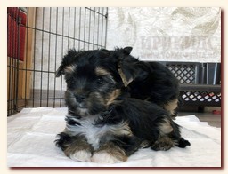 продаются щенки йорка и бивера, девочка и мальчик, Ирикидс, Пенза, choco yorkie puppies продаются щенки бивера и йоркширского терьера, щенок йорка, девочка, мальчик, Ирикидс, Пенза, yorkie puppies