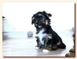 продаются щенки йорка и бивера, девочка и мальчик, Ирикидс, Пенза, choco yorkie puppies продаются щенки бивера и йоркширского терьера, щенок йорка, девочка, мальчик, Ирикидс, Пенза, yorkie puppies