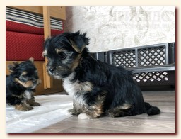 продаются щенки йорка и бивера, девочка и мальчик, Ирикидс, Пенза, choco yorkie puppies продаются щенки бивера и йоркширского терьера, щенок йорка, девочка, мальчик, Ирикидс, Пенза, yorkie puppies