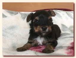 продаются щенки йорка и бивера, девочка и мальчик, Ирикидс, Пенза, choco yorkie puppies продаются щенки бивера и йоркширского терьера, щенок йорка, девочка, мальчик, Ирикидс, Пенза, yorkie puppies