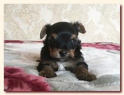 продаются щенки йорка и бивера, девочка и мальчик, Ирикидс, Пенза, choco yorkie puppies продаются щенки бивера и йоркширского терьера, щенок йорка, девочка, мальчик, Ирикидс, Пенза, yorkie puppies