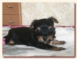 продаются щенки йорка и бивера, девочка и мальчик, Ирикидс, Пенза, choco yorkie puppies продаются щенки бивера и йоркширского терьера, щенок йорка, девочка, мальчик, Ирикидс, Пенза, yorkie puppies