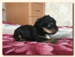 продаются щенки йорка и бивера, девочка и мальчик, Ирикидс, Пенза, choco yorkie puppies продаются щенки бивера и йоркширского терьера, щенок йорка, девочка, мальчик, Ирикидс, Пенза, yorkie puppies