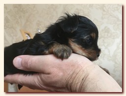 продаются щенки йорка и бивера, девочка и мальчик, Ирикидс, Пенза, choco yorkie puppies продаются щенки бивера и йоркширского терьера, щенок йорка, девочка, мальчик, Ирикидс, Пенза, yorkie puppies