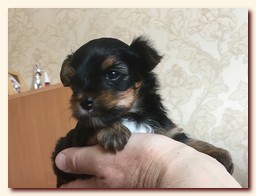 продаются щенки йорка и бивера, девочка и мальчик, Ирикидс, Пенза, choco yorkie puppies продаются щенки бивера и йоркширского терьера, щенок йорка, девочка, мальчик, Ирикидс, Пенза, yorkie puppies