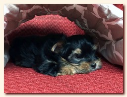 продаются щенки йорка и бивера, девочка и мальчик, Ирикидс, Пенза, choco yorkie puppies продаются щенки бивера и йоркширского терьера, щенок йорка, девочка, мальчик, Ирикидс, Пенза, yorkie puppies