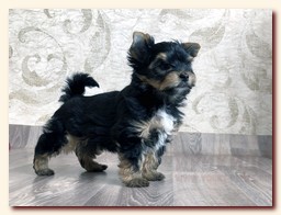 продаются щенки йорка и бивера, девочка и мальчик, Ирикидс, Пенза, choco yorkie puppies продаются щенки бивера и йоркширского терьера, щенок йорка, девочка, мальчик, Ирикидс, Пенза, yorkie puppies