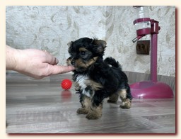продаются щенки йорка и бивера, девочка и мальчик, Ирикидс, Пенза, choco yorkie puppies продаются щенки бивера и йоркширского терьера, щенок йорка, девочка, мальчик, Ирикидс, Пенза, yorkie puppies