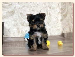 продаются щенки йорка и бивера, девочка и мальчик, Ирикидс, Пенза, choco yorkie puppies продаются щенки бивера и йоркширского терьера, щенок йорка, девочка, мальчик, Ирикидс, Пенза, yorkie puppies
