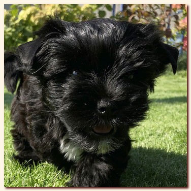 продаются щенки русской салоной (choko&black yorkie), оба мальчишки, Ирикидс, Пенза, yorkie puppy продаются щенки русской салоной (choko&black yorkie), оба мальчишки choco&black, Ирикидс, Пенза, yorkie puppy