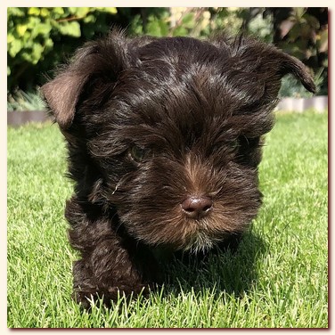 продаются щенки русской салоной (choko&black yorkie), оба мальчишки, Ирикидс, Пенза, yorkie puppy продаются щенки русской салоной (choko&black yorkie), оба мальчишки choco&black, Ирикидс, Пенза, yorkie puppy
