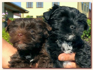     (choko&black yorkie),   choco&black, , , yorkie puppy