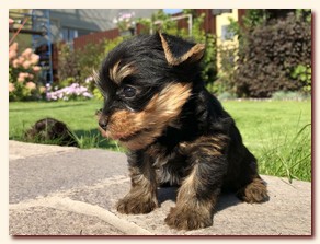    ,  , , , , yorkie puppy