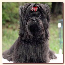   black yorkie