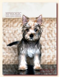 русская салонная, щенок цветной йорк, Ирикидс, Пенза русская салонная, щенок цветной йорк, Ирикидс, Пенза