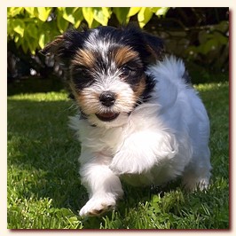 biewers puppies from Irikids