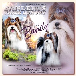 biewer Banderos Pride Luxury ()