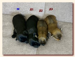 ��������� ����� ������� �������� ������