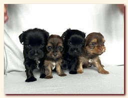 ��������� ����� ������� �������� ������