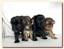 ��������� ����� ������� �������� ������