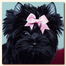 ����� ������� �������� ������, �������, ������� �����